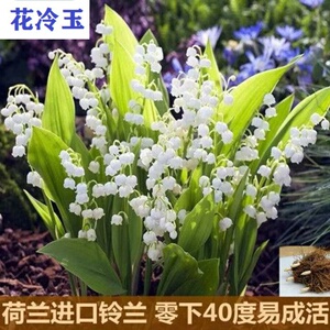 铃兰花水培荷兰进口铃兰种球水培浓香花卉种根四季盆栽室内水养当