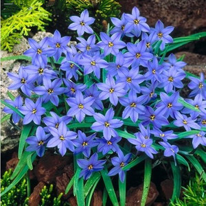 葱兰韭兰蓝色风雨兰重瓣种球绿化庭院阳台盆栽卉四季开花耐寒植物