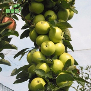苹果树果苗柱状苹果润太一号矮化果树苗南方北方种植盆栽地栽水果