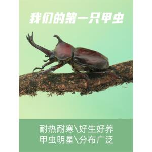 牧野虫社独角仙活虫成虫甲虫宠物真昆虫锹甲大兜虫幼虫公虫饲养盒