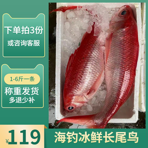 长尾滨鲷深海钓口刺身用鱼生鱼片鲜美长尾鸟鱼整条