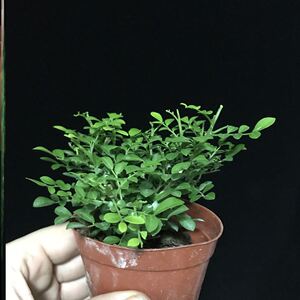 台湾达摩米叶小叶姬九里香 单杆大树型迷你盆栽植物 微型桌面绿植