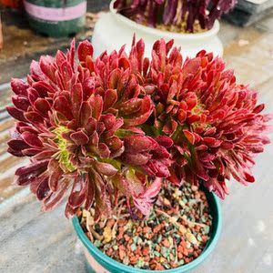 孙小猪多肉花卉年华正好娜迦女王缀化 孙小猪多肉 叶展12厘米左右