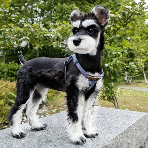 雪纳瑞幼犬纯种宠物狗狗活体周边犬舍cku认证赛级血统家养中型犬