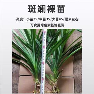 新品8小时发货】k包邮 海南兰 香兰叶苗 斑斓叶裸苗 栽盆斑 盆