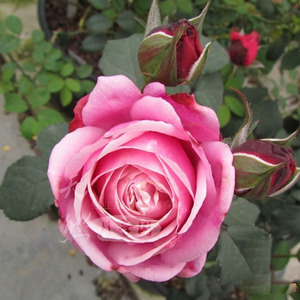 经典月季 以y马内利 季 月女修新品