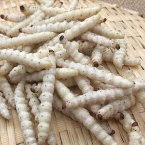 q《新店亏本促销》云南野生竹虫竹蜂虫笋虫新鲜野味竹虫蚂蚱蚕蛹