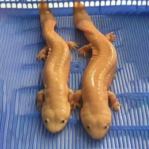 manlele88淘宝10斤一条养殖厂直供娃娃鱼鲜活食用活鱼大鲵宠物苗