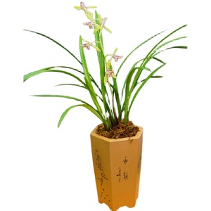 高档慧桥兰业建兰朝阳三星蝶名贵精品兰花室内庭院植物绿植盆栽办