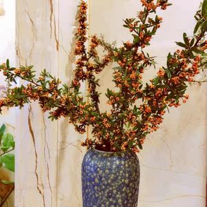 澳洲腊梅干花云南基地直发火棘沙棘火把果花期长水养鲜花办公艺术