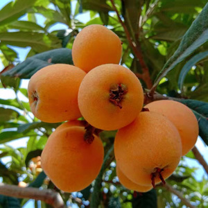 正宗无核枇杷树苗嫁接特大五星砂糖白玉白沙地栽盆栽当年结果带土