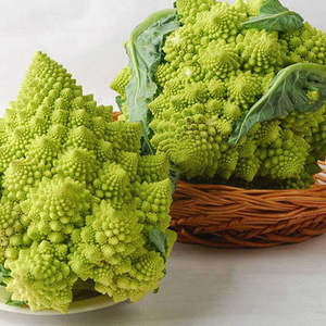 日本野崎黄色宝塔菜种子花椰菜春季秋季冬季四季螺丝花菜种籽蔬菜