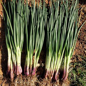 红根小香葱种子秋季冬季阳台种蔬菜籽盆栽红葱小葱四季蔬菜种孑