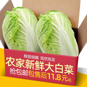 东北农家翡翠大白菜5斤新鲜蔬菜大白菜火锅蔬菜农家自种胶东包邮