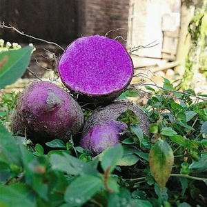 紫色山药脚板薯淮山大薯毛薯种子现挖新鲜江西赣南农家特产种苗