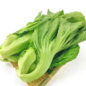 包心芥菜种籽介菜菜种大叶水东芥菜广东酸菜四季夏季秋季蔬菜种子