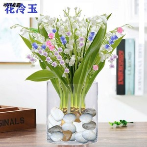 铃兰花水培铃兰苗进口室内水培四季开花浓香型风铃带根带牙花卉懒