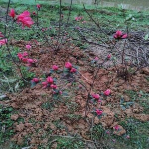 杜娟花映山红盆景野生老桩小老桩熟桩树桩大桩杜鹃花野生映山红