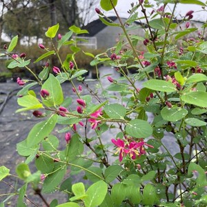 蓝叶忍冬红花忍冬玫瑰忍冬庭院多年生灌木花卉花园花镜植物包邮