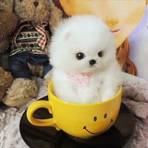 纯种博美犬幼犬茶杯犬长不大迷你袖珍俊介小型犬家养宠物狗狗活体
