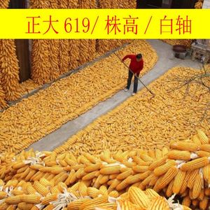 正大玉米种