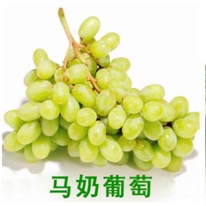 稀有无核玲珑指葡萄苗四季南北方种植果树盆栽爬藤嫁接葡萄树苗