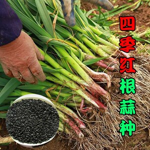 蔬菜种子批发红头蒜种秋冬季菜种子一年四季三茬种植白头蒜苗种籽