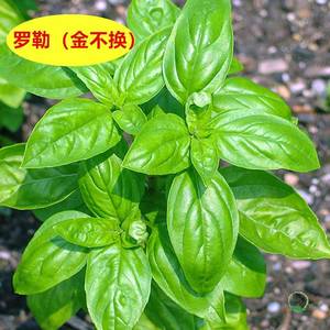 香花子罗勒种子九层塔金不换明列子甜兰香花卉种籽孑四季阳台盆栽