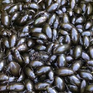 【黑龙江省热卖】东北水鳖龙虱活体速冻老鳖盖