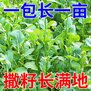 【妙杀中】四季菜心菜种子盆栽种四九广州甜菜心种子菜籽蔬菜种子