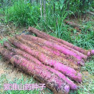 紫山药种