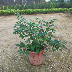 潮汕仙草苗抹草 春草苗茉草仙草抹仔草 好养阳台盆栽绿植喜庆植物