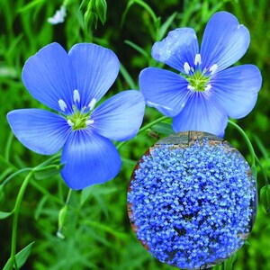 蓝花亚麻种子垂吊六倍利种孑花卉种籽阳台室内盆栽四季播花草花海