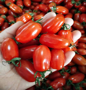 东北丹东409小柿子新鲜水果铁皮草莓花生小番茄非圣女果孕妇5斤