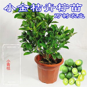 海南青金桔小青桔苗盆栽地栽青橘茶小柠檬海南蜜桔子树苗当年结果