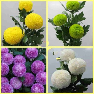 500粒【买三送一】乒乓球菊花种子四季种植菊花种子乒乓菊菊花种