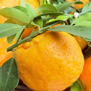 晚芦甜味农产品芦柑晚熟椪柑柑橘新鲜应季水果现摘 5斤大果包邮
