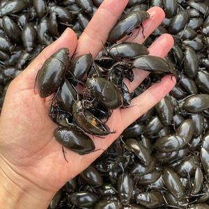 【黑龙江省热卖】东北水鳖 龙虱 活体速冻 老鳖盖a