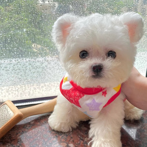 韩系纯种比熊幼犬小体法国卷毛飞耳比熊犬茶杯犬泰迪活体狗狗白色