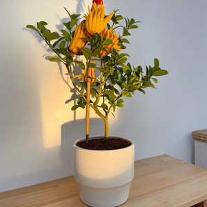 600人付款淘宝金华佛手花卉盆景客厅阳台招财年宵花柑桔带果金桔四季