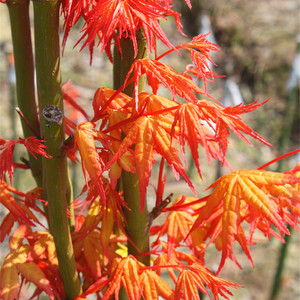 日本枫树 茜空 春季色彩多变化  花园植物