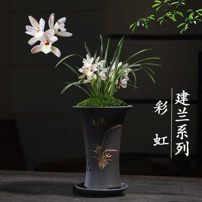 兰花苗盆栽植h物室内四季建兰 彩虹仙子 浓香好养客厅名贵花卉