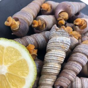 z钉螺鲜活海鲜水产丁螺钉子螺新鲜包邮大个钉螺鲜活去尾海螺丝丁