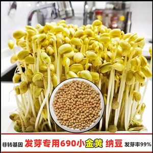 发芽专用小黄豆芽豆珍珠粒小金黄690非转基因纳豆生黄豆芽种子孑