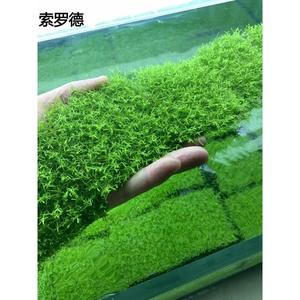 鱼缸造景鹿角苔莫斯水草增氧植物淡水冒泡慕斯片定植阴性前景草坪