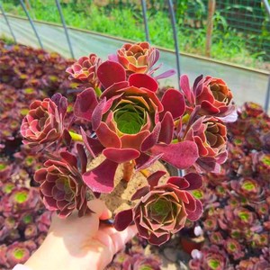 欧紫法师老e桩梅花珀迪法师欧版紫阳绒法师老桩大型多肉植物老桩