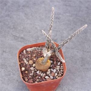 黑龙块根植物冷门创意开花多肉植物办公室小盆栽团扇仙人球绿植