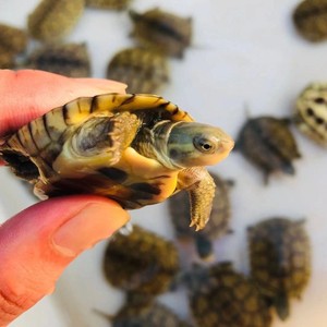 纯种石金钱 北种石龟非越南石金钱 黄喉拟水龟专用龟粮