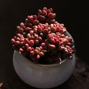 新款耳坠多肉植物生群多头云栽好养含盆种好肉肉绿植盆南花卉特.