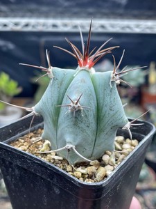 新款春雷弁庆玉金生属狂刺实琥仙人球多肉绿物植植盆栽花卉.
